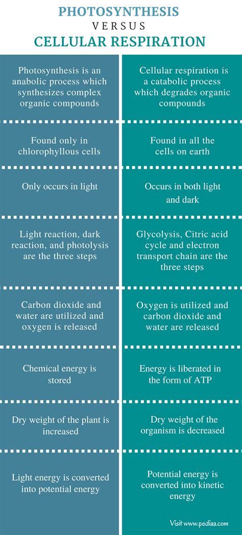 Difference Between Photosynthesis and Cellular Respiration - Pediaa.Com