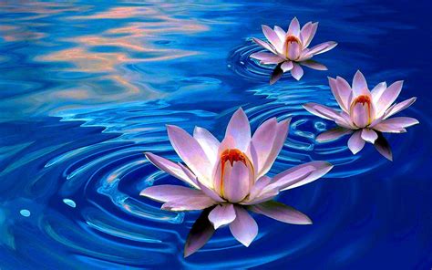 Blue Lotus Wallpapers - Wallpaper Cave