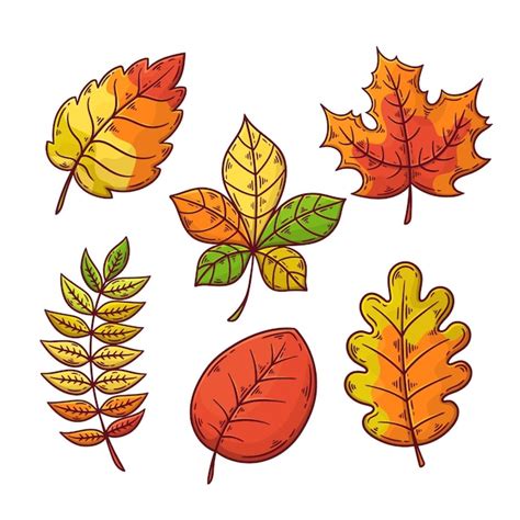 Free Vector | Autumn leaves collection drawing