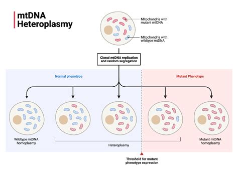 mtDNA Heteroplasmy | BioRender Science Templates