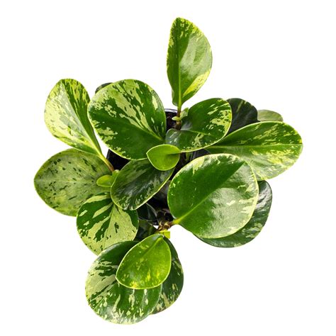 Beginner's Guide to Peperomia care | Baby Rubber Plants | Planterina ...