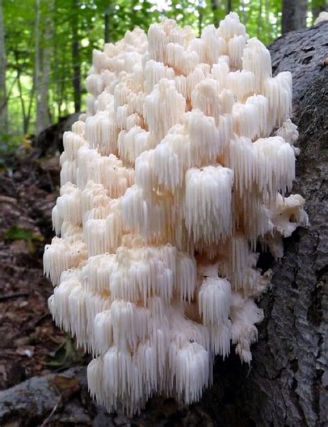 Lions Mane Mushroom - Benefits and Chemical Composition