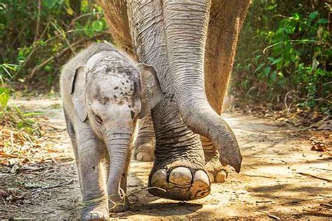 Pattaya Elephant Sanctuary - My Thailand Tours | ethical Elephant treating