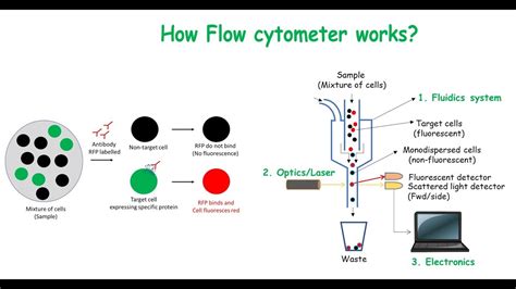 Flow Cytometry Chart