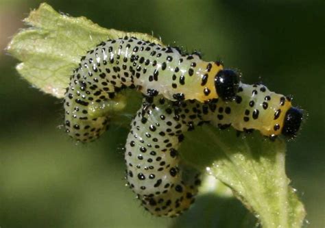 Currant Sawflies - The Daily Garden