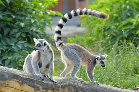 Ring-tailed Lemur - Halls Gap Zoo - Grampians