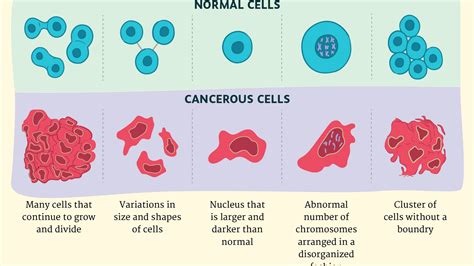 Mitosis Y El Cancer