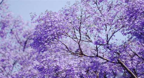 Jacaranda Tree Care | How To Care For It With No Mistakes ...