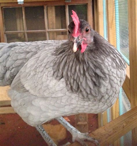 Blue Andalusian thread! | Page 122 | BackYard Chickens - Learn How to ...