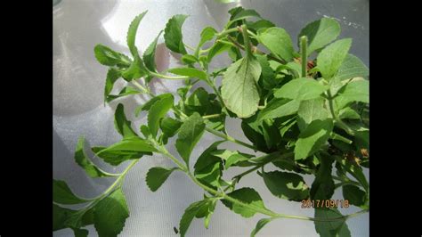 Stevia Plant Care - Agriculture Information Bank