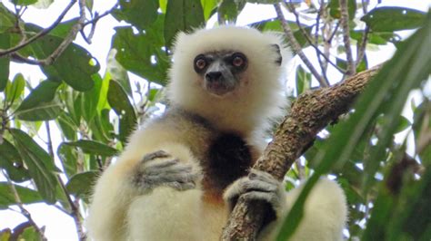 Silky Sifaka Archives - The Lemur Conservation Foundation