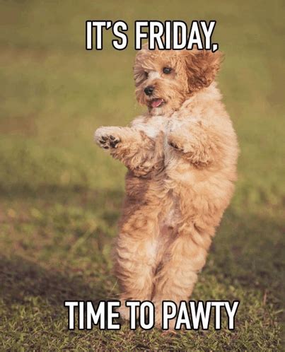 Tgif Meme GIF - Tgif meme - Discover & Share GIFs