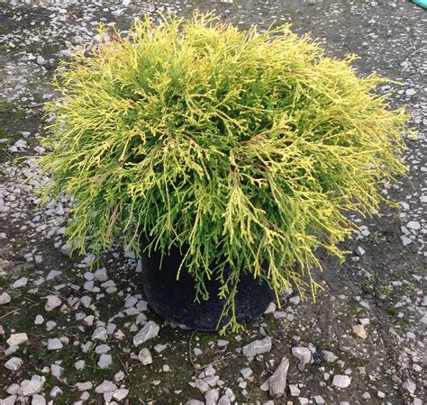 Cypress Golden Mops For Sale | Shop Stuart's – Stuart's Landscaping ...