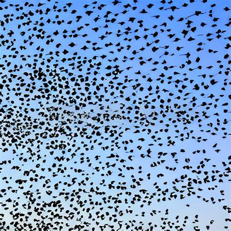 Birds murmuration in the shape of a smile - Arthub.ai