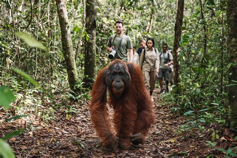 How Palm Oil Products Are Killing Orangutans | The Orangutan Trekking ...