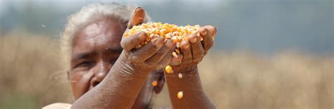 Maize Cultivation Helps Improve Livelihood by vinaynath on DeviantArt