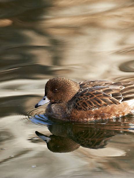 1,100+ American Wigeon Duck Photos Stock Photos, Pictures & Royalty ...