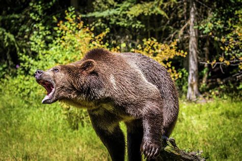 Grizzly Bear, Montana Wildlife Photograph by Yitzi Kessock - Fine Art ...