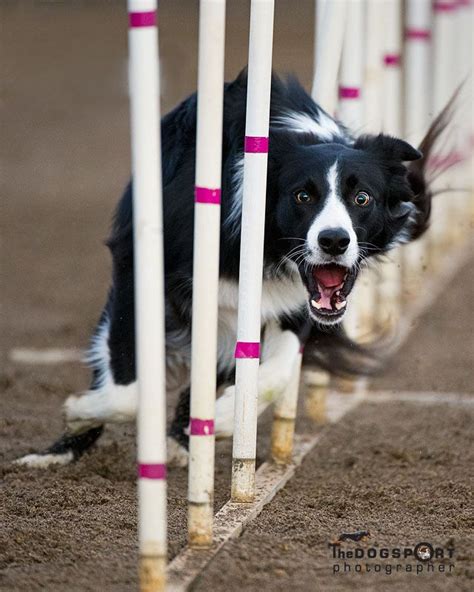 Love the intense look captured on this border collie while she is ...