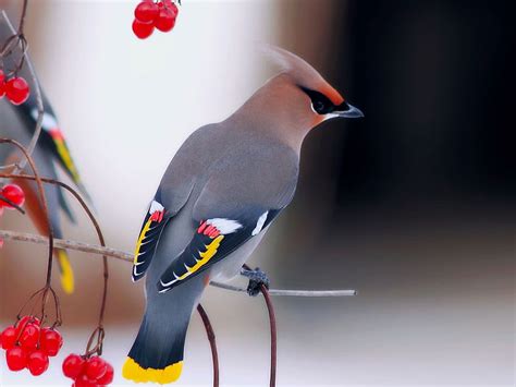 Cute birds HD wallpaper | Pxfuel