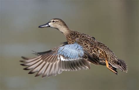 Blue-winged Teal Teal Duck, Blue Winged Teal, Bird Hunting, Blue Wings ...