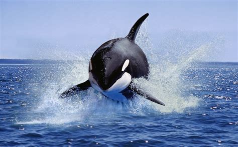 Killer Whales Attack Sharks