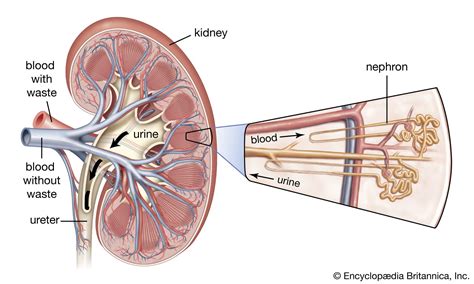 Renal Nephron Anatomy