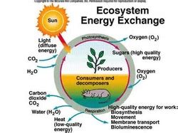 31 Matter And Energy Worksheet - support worksheet