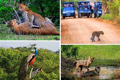 Yala national park Sri Lanka - Things to do in Yala - Sri Lanka Travel ...