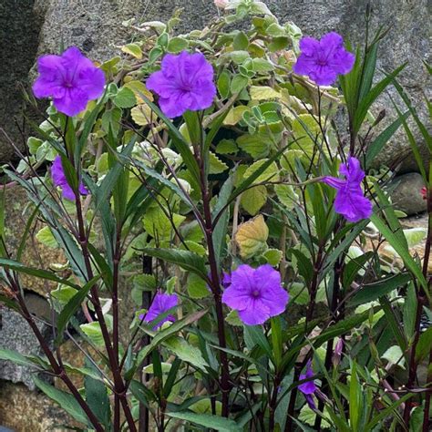 Ruellia brittoniana 'Purple Showers' | Avant Gardens