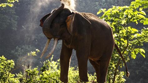 Wild elephant herd spreads destruction, fear in China