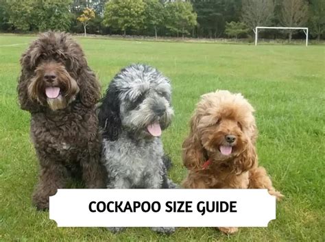 Cockapoo Size - How Big Do Full Grown Cockapoos Get?