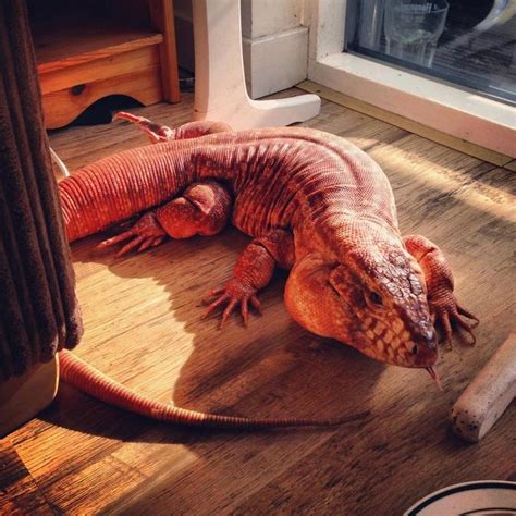 Largest Tegu in the World | Tegu Photos - Tegus From Around The World ...