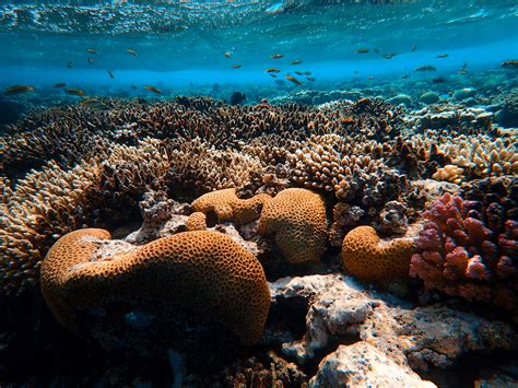 Brown Coral Reef in Sea · Free Stock Photo