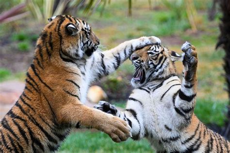 Cutest baby animals from around the world Photos - ABC News