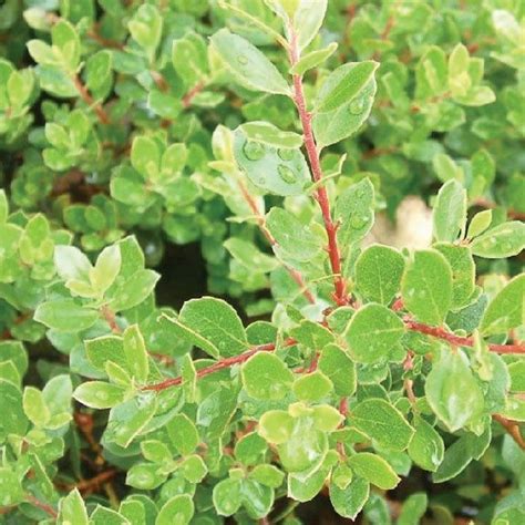 Arctostaphylos densiflora 'Emerald Carpet' (Manzanita Emerald Carpet ...