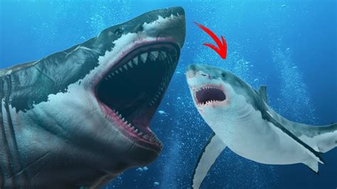 Megalodon Shark Vs Great White Shark Jaws