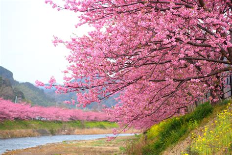 Cherry Blossom Season in Kawazu, Japan Has Arrived—Take a Look | Cherry ...