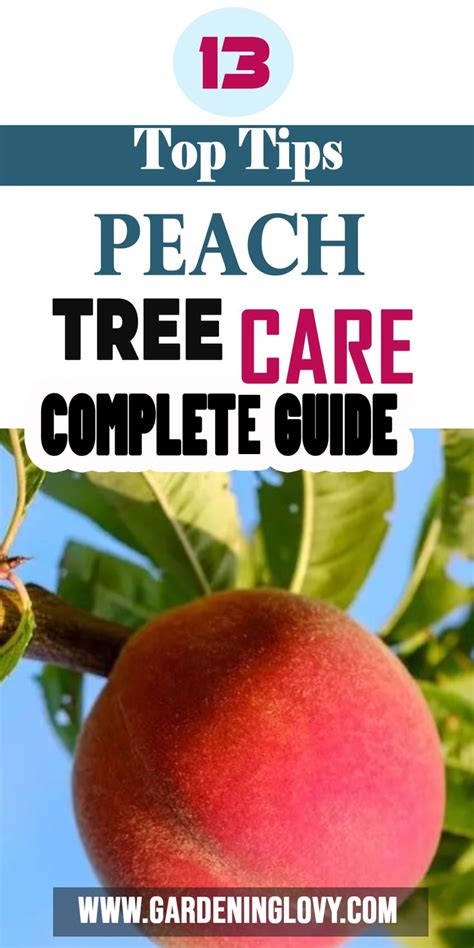 Peach Tree Care Complete Guide With (Top#13 Tips) | Peach tree care ...