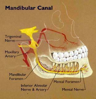 Mandibular Canal Anatomy