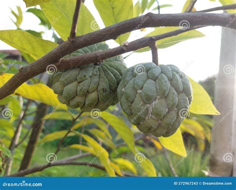 Srikaya Fruit in the Garden Stock Image - Image of srikaya, garden ...