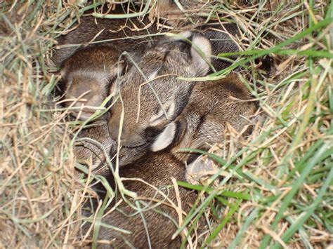 Your kids or dog found a nest of baby bunnies. Now what? - Chimney and ...