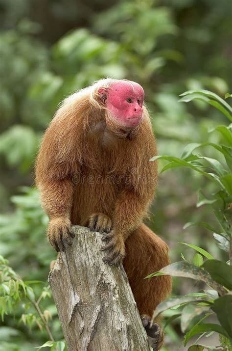 Red Uakari monkey stock photo. Image of rainforest, brazil - 8101660