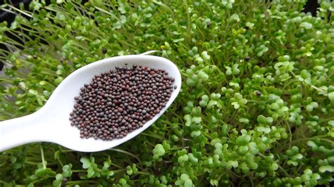 Nilgiris » Blog Archive » Nilgiris Mustard Seed – 200gm