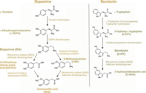 Dopamine Biosynthesis Pathway