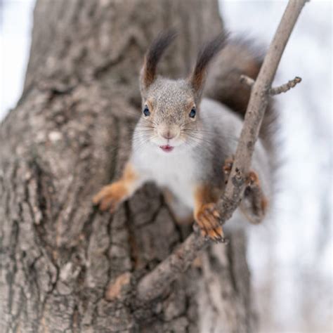 Squirrel Jumping Stock Photos, Pictures & Royalty-Free Images - iStock