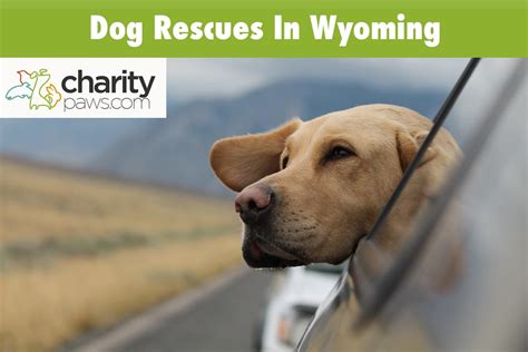 Dog Rescues In Wyoming | 12 Rescues To Adopt Your Dog From