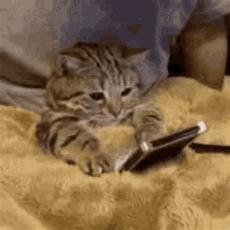 Cat Cute GIF - Cat Cute Pet - Discover & Share GIFs