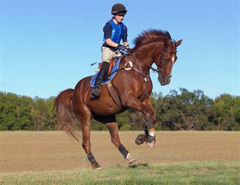 Controlling Emotions in Horse Training | Horse Journals