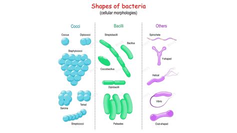 What are 4 types of bacteria?